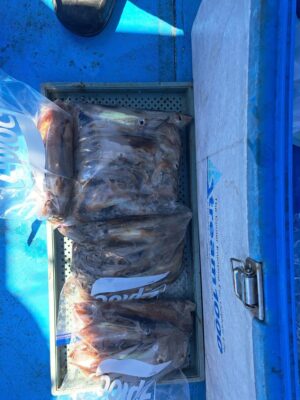 ４月12日釣果　スルメイカ